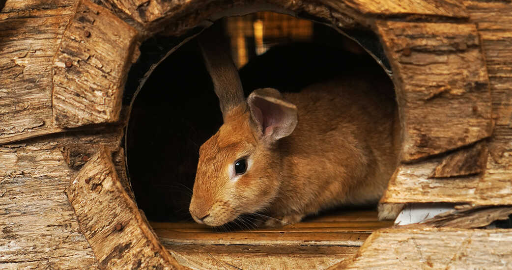 Go Down The Rabbit Hole の意味は ウサギの穴に落ちる ではない 英語たいむ