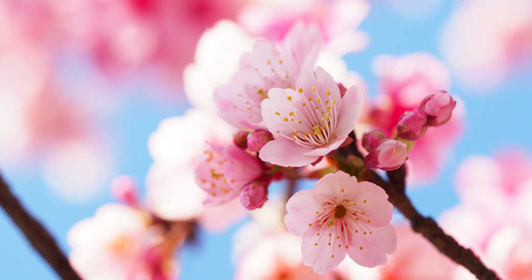 桜が咲く は英語で 開花 満開 散る などの表現 英語たいむ