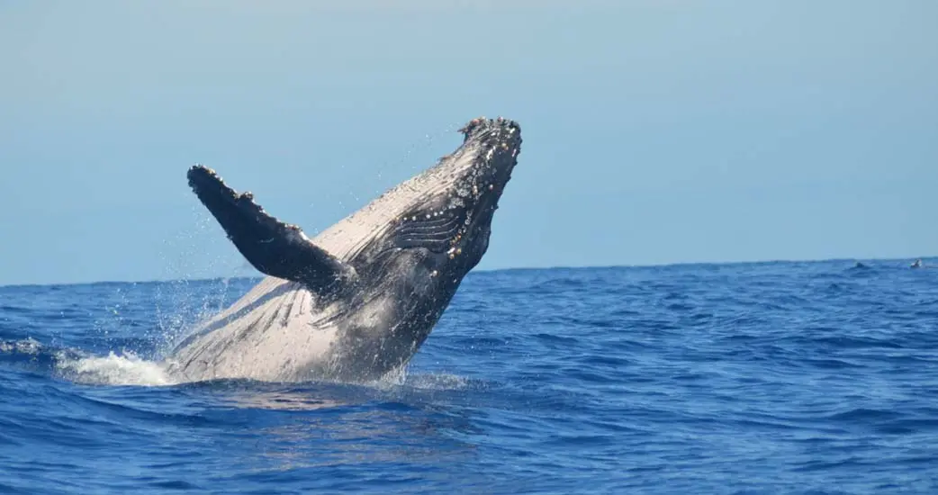 “have a whale of a time” 「クジラのような時間」ってなに？？ | 英語たいむ